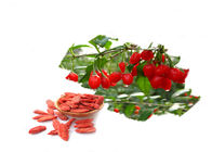 Natural Dietary Supplements  Medlar Goji Berry Extract  Lowers Cholesterol